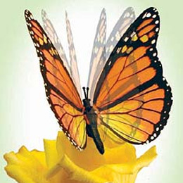 Moving Butterflies